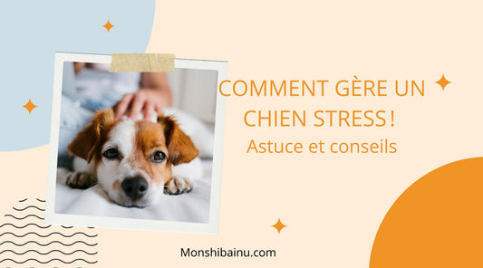 coussin-anti-stress-chien