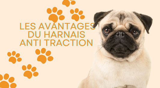 Harnais anti traction chien