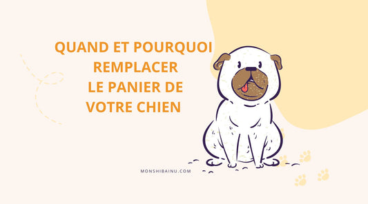 Quand faut-il changer le panier de son chien ?