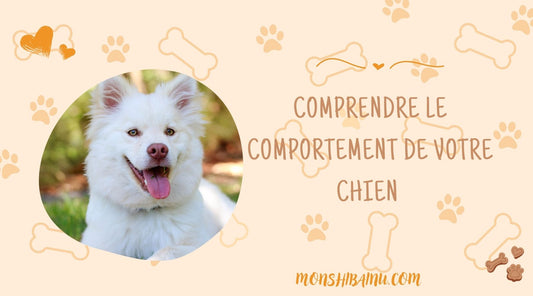 Pourquoi mon chien me lèche
