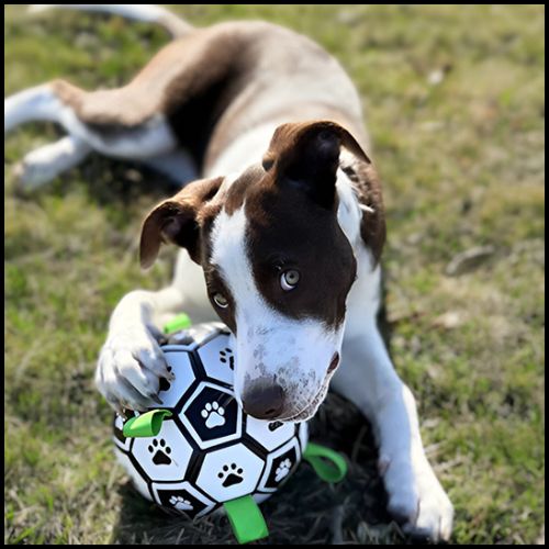 Ballon_chien_foot