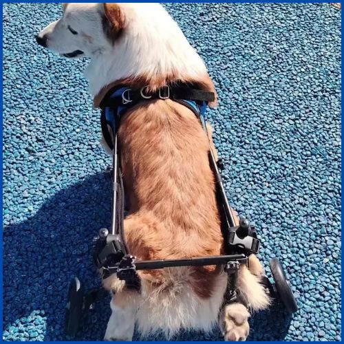 Chariot-pour-chien-handicapé-pattes