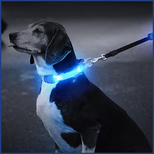 Collier-lumineux-chien-bleu