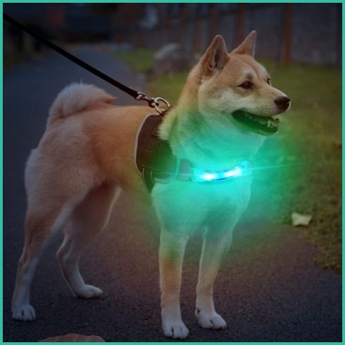 Collier-lumineux_chien-vert-shiba