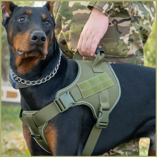 Harnais-anti_traction-chien_avec-poignée-vert