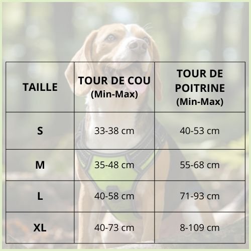 Harnais-chien-LED-lumineux-pour-les-promenades-nocturnes-taille