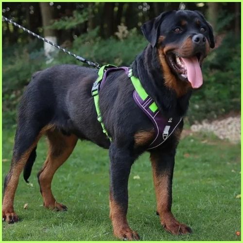 Harnais-chien-anti-traction-violet-jaune