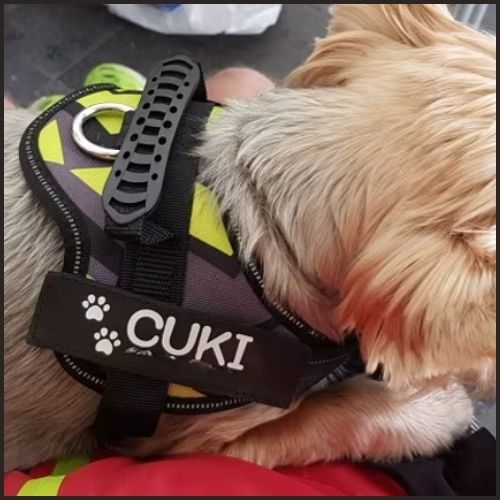 Harnais-chien-personnalisé_jaune