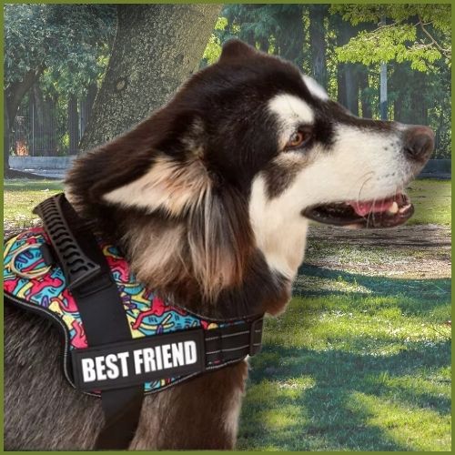 Harnais-chien-personnalisé_parc