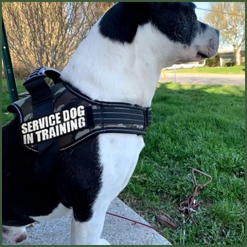 Harnais-chien-personnalisé_vert