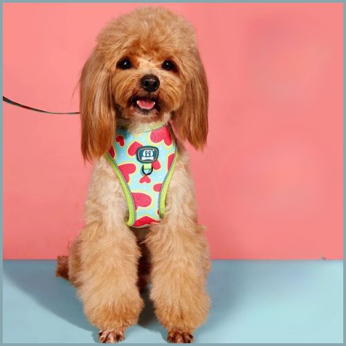 Harnais-chien-respirant-pour-l_ete_vert