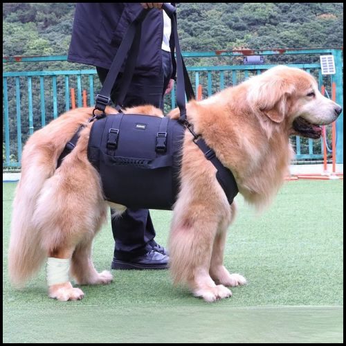 Harnais-de-levage-pour_chien_labrador