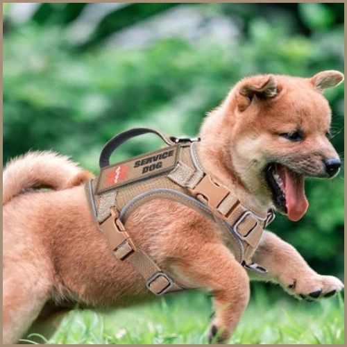 Harnais-petit-chien-shiba