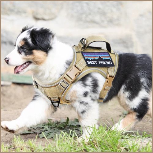 Harnais-petit-chien_baby