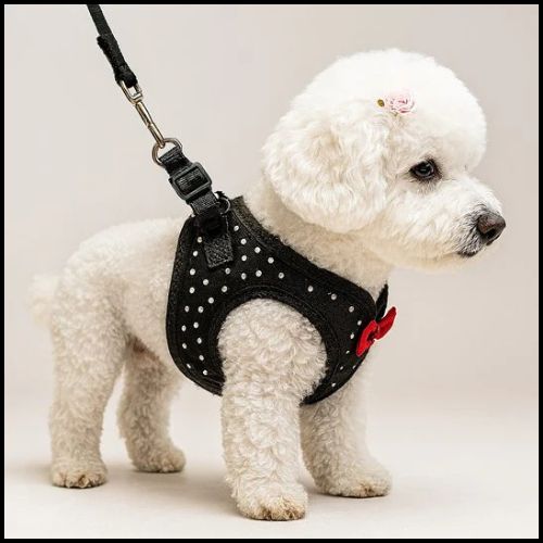 Harnais-petit-chien_noir-papillon