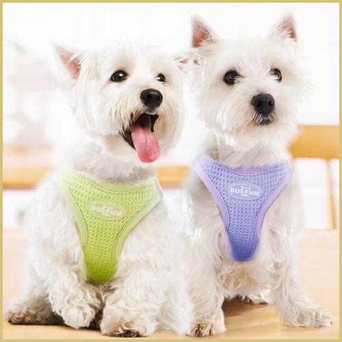 Harnais-petit-chien_vert