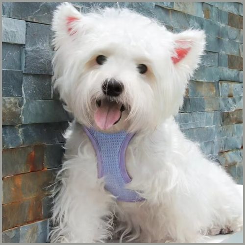 Harnais-petit-chien_violet