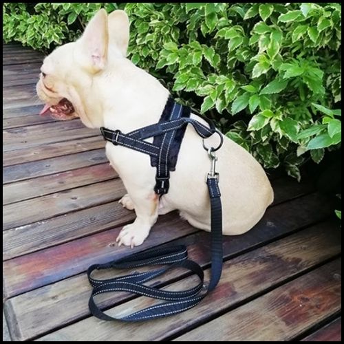 Harnais-pour-chien-noir-laisse