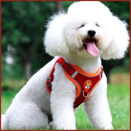 Harnais-pour-chien-rouge-bordeaux