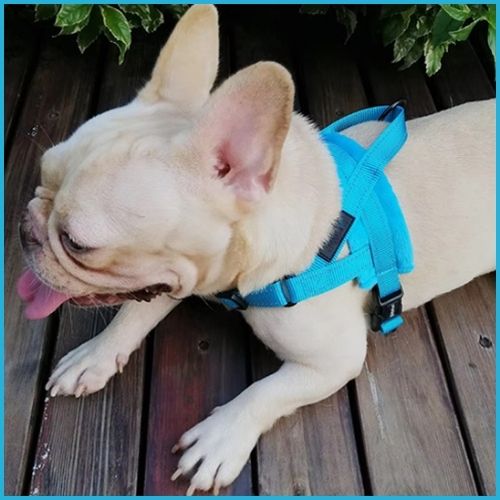 Harnais-pour-chien_bleu-dog