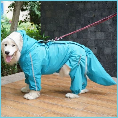 Imperméable-pour-chien_grande-taille-bleu-femelle