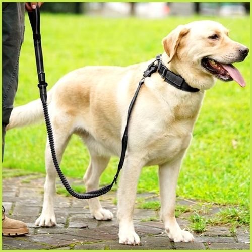 Laisse-chien-extensible-2-en-1-pour-promenade-et-voiture_noir