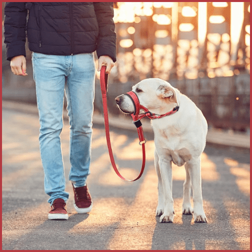 Licol-chien-réglable-et-confortable-rouge