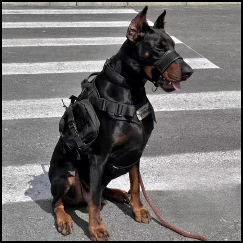 Museliére_pour_chien_noir