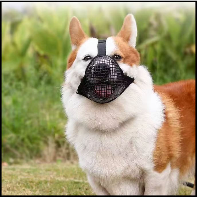 Muselière_pour_chien_parc