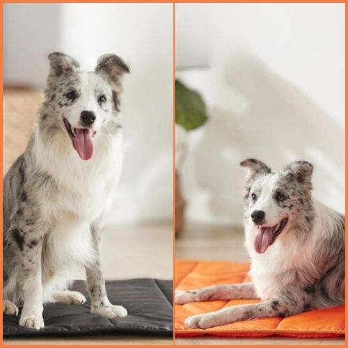 Tapis-chien-camping