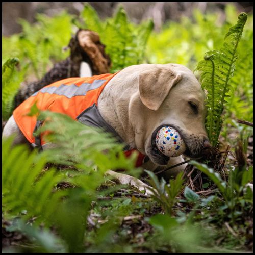 balle-pour-chien-labrador