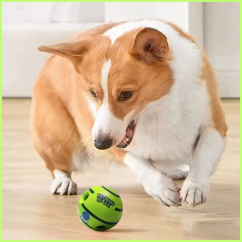 balle-pour-chien_maison