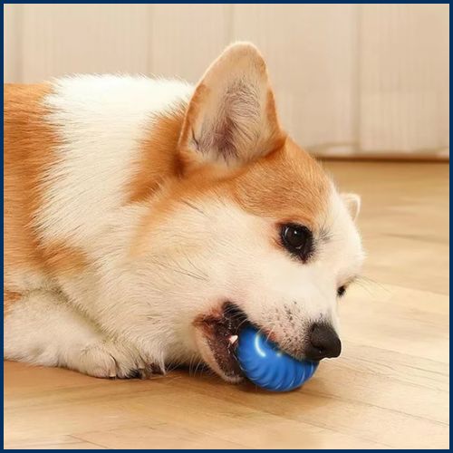 balle_chien_bleu-interactif