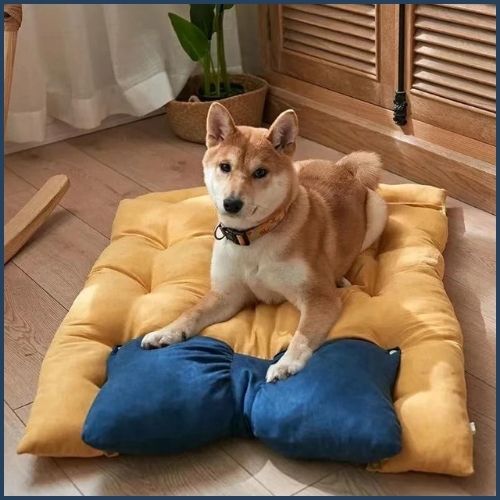 canapé-chien-jaune-bleu