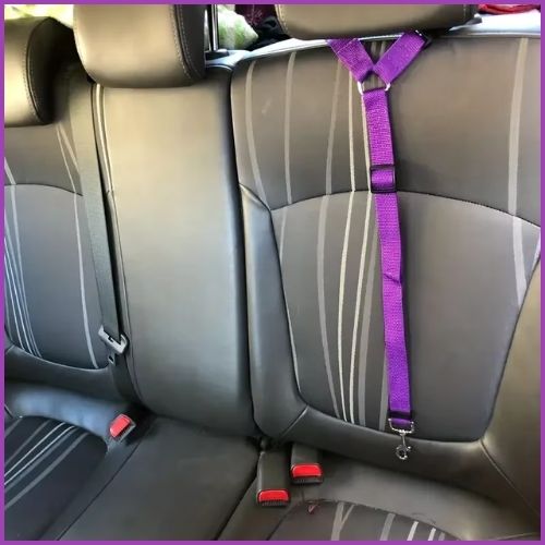 ceinture-de-sécurité-pour-chien_convertible-en-laisse-violet