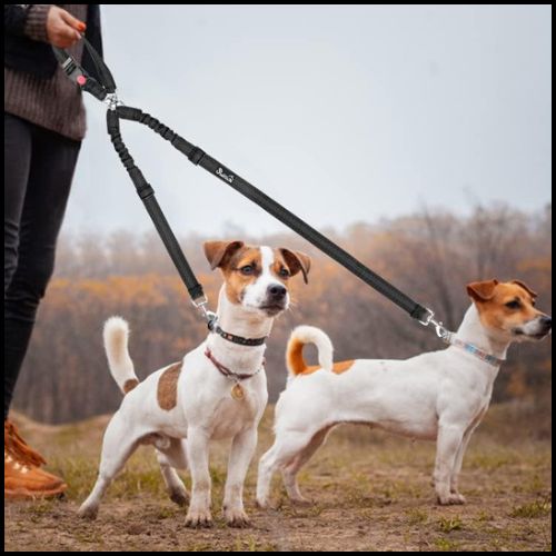 ceinture-de-sécurité-pour-chien_jack