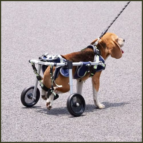 chariot-pour-chien-handicapé-harnais