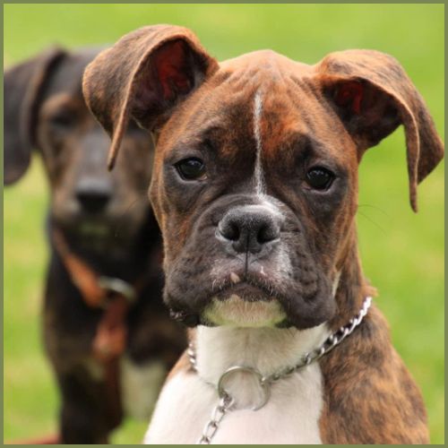 collier-chaine-chien_boxer