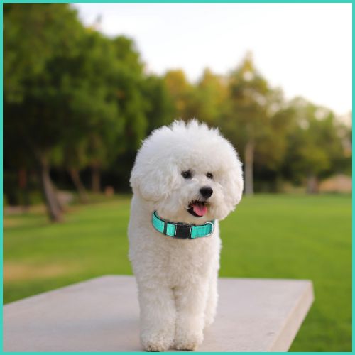 Collier chien |Fidèle
