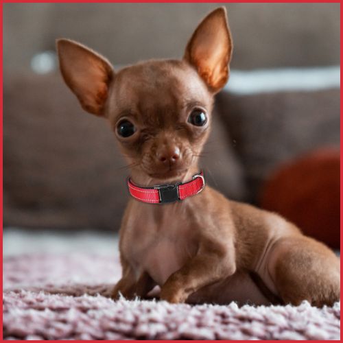 Collier chien |Fidèle