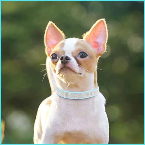 Collier chien |Brillant
