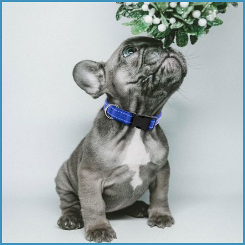 collier-chien_bleu_noir