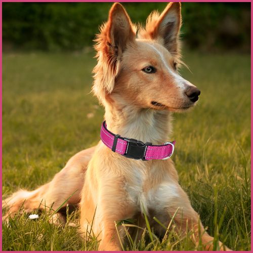 collier-chien_rose
