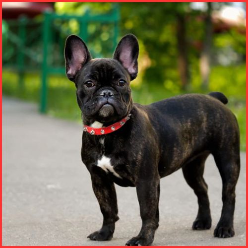collier-chien_rouge-picot