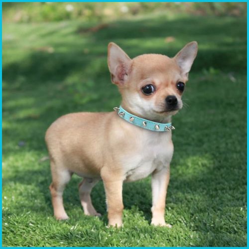 collier-chien_turquoise-picot