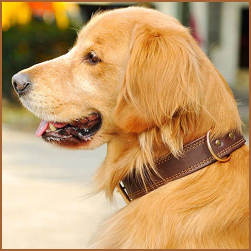 collier-en-cuir-pour-chien-marron