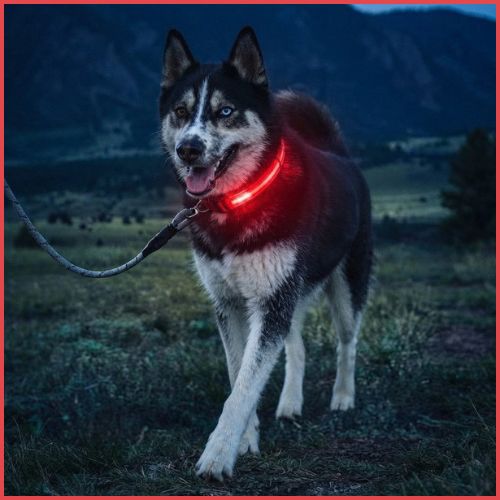 Collier lumineux chien réglable à piles longue durée| Sky