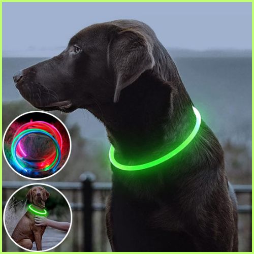 Collier lumineux chien |LumiPatte
