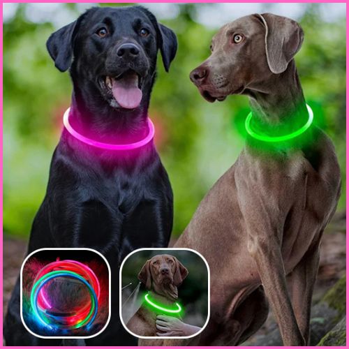 Collier lumineux chien |LumiPatte