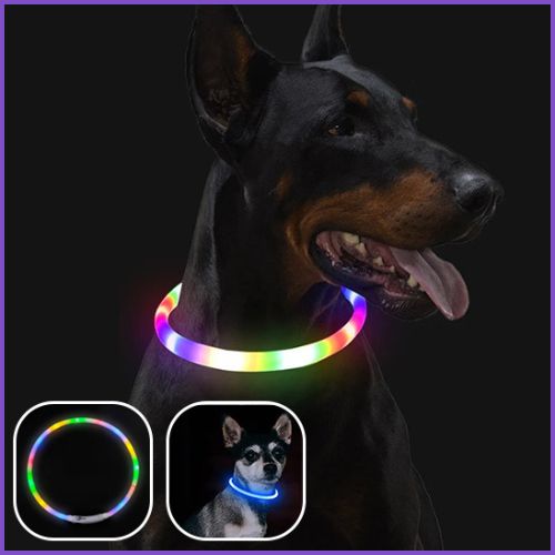 Collier lumineux chien |LumiPatte